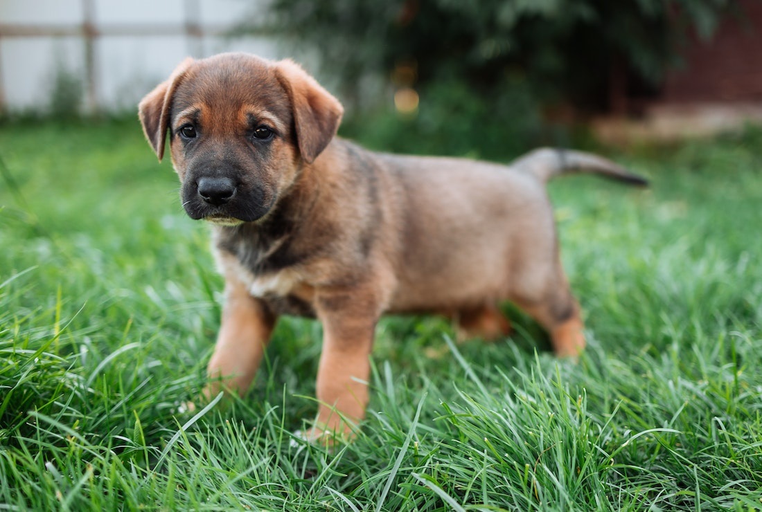 Guide to Feeding Puppies and Dogs