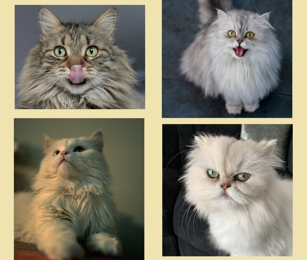 Persian Cats Breed
