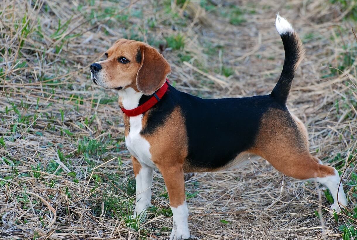 Beagle