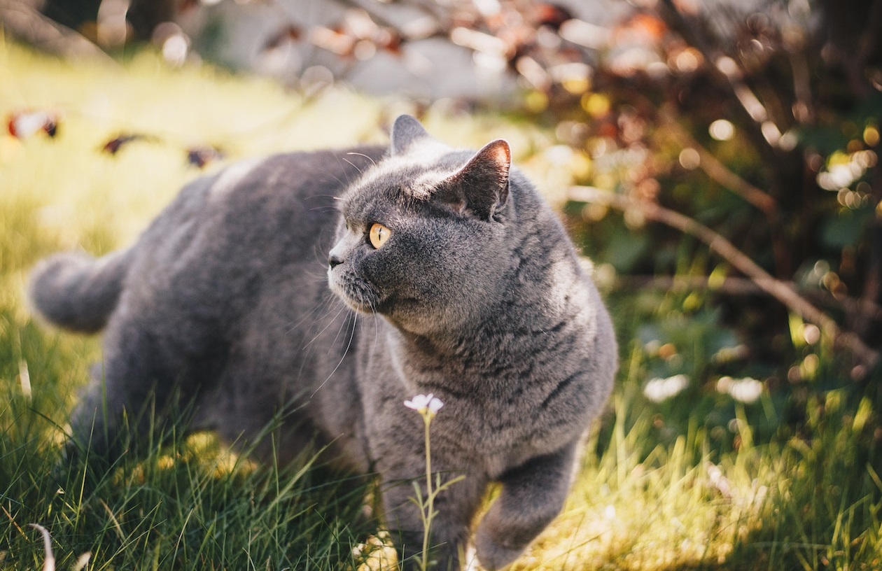 British Shorthair