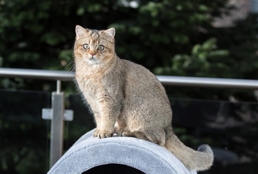 British Shorthair