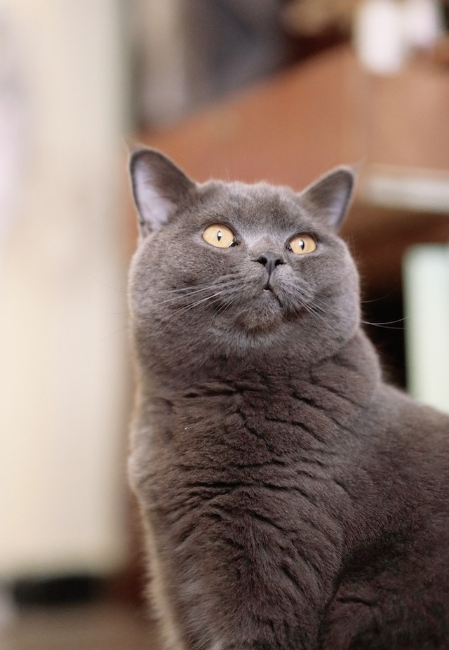 British Shorthair Cat Breed