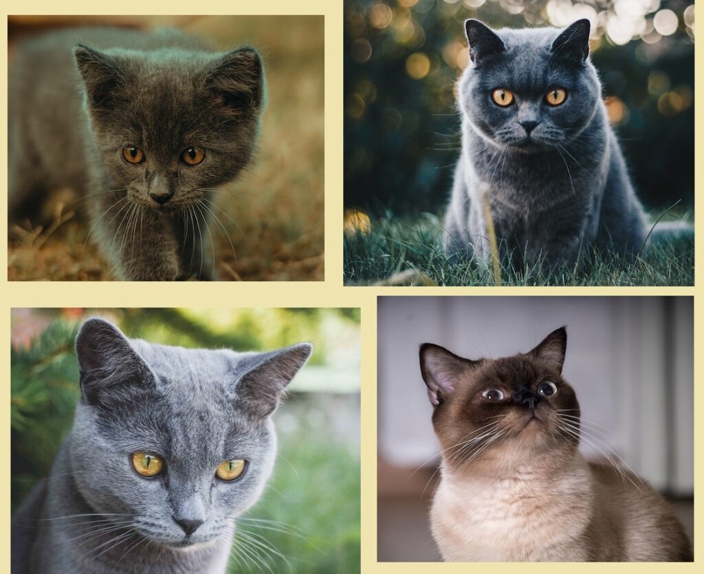 British Shorthair Cats