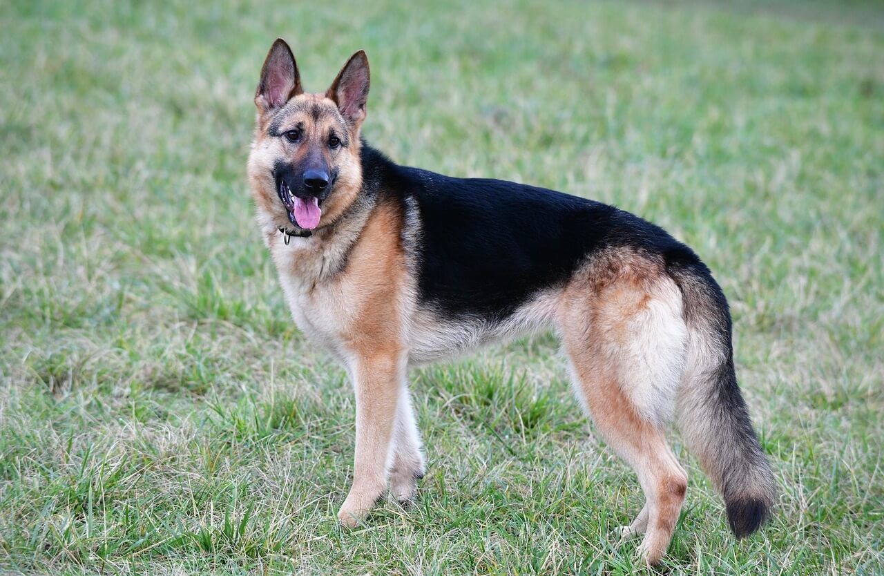 German Shepherd