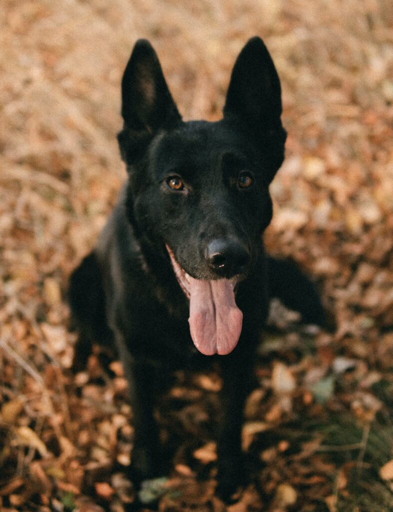 German shepherd black