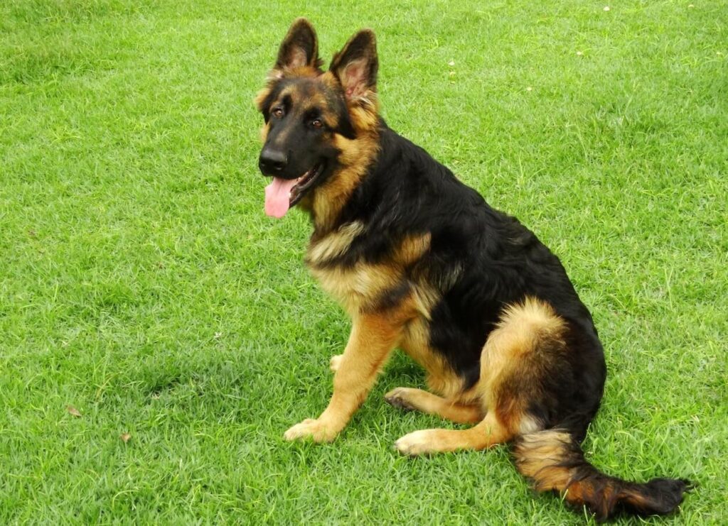 German shepherd dog