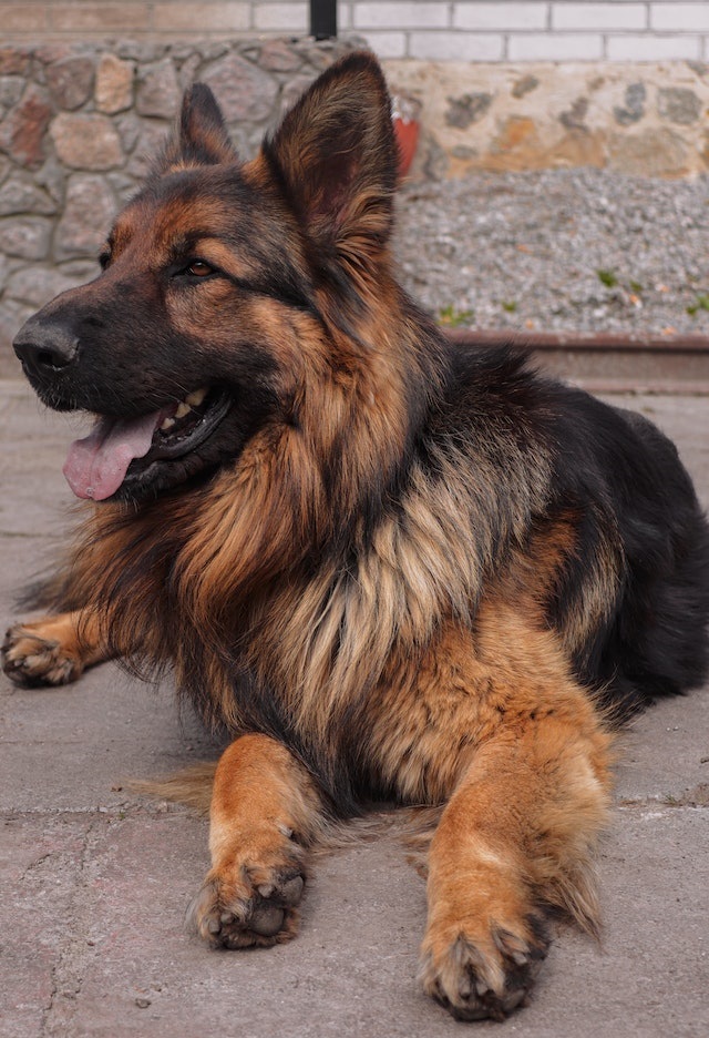 German shepherd 