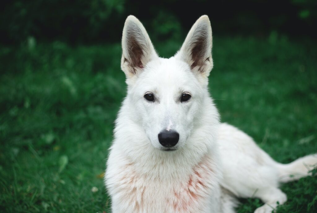 German shepherd white