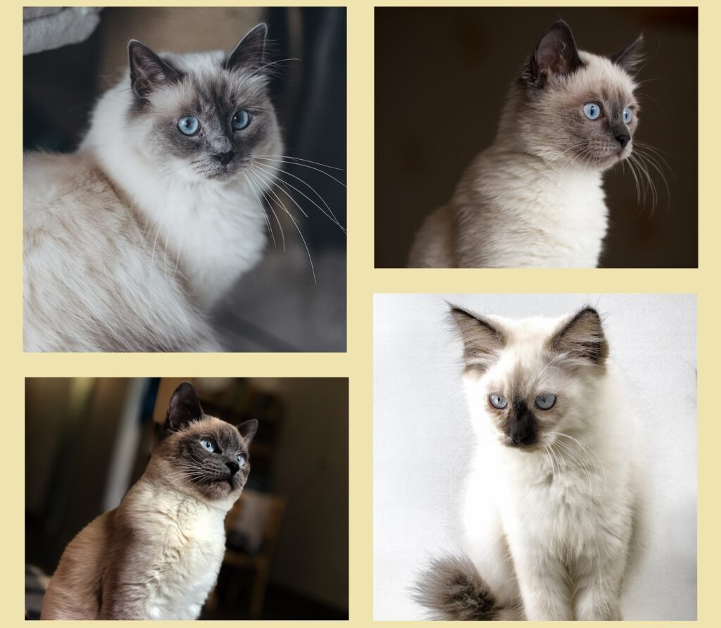 Himalayan cats