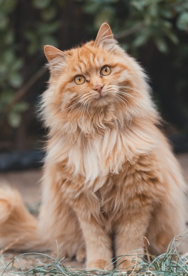 Maine Coon