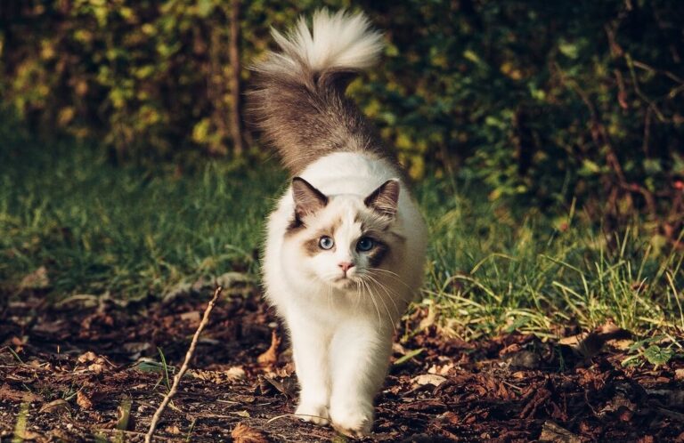 Ragdoll Cat