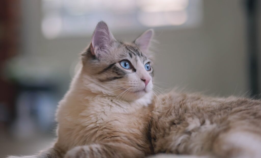 Ragdoll Cat