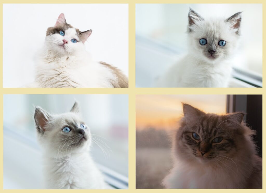  Ragdoll cat breed