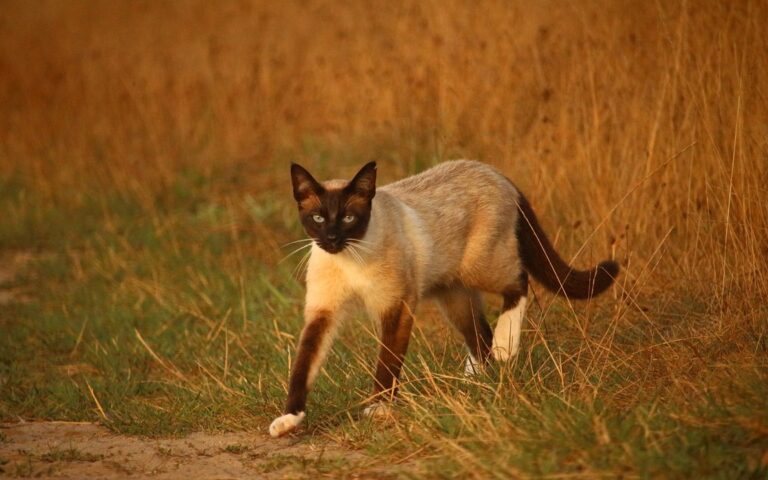 Siamese cat