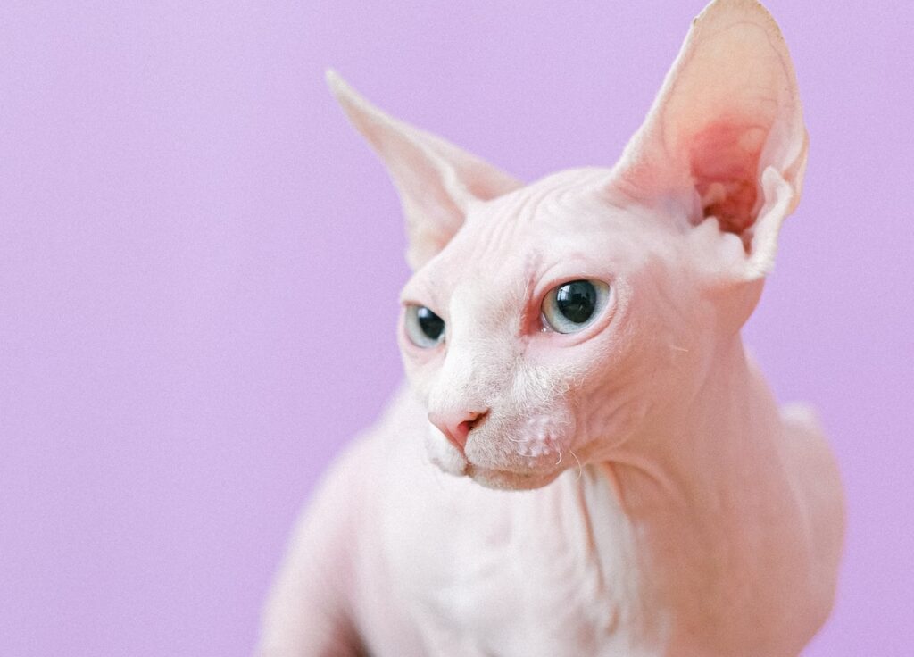 Sphynx