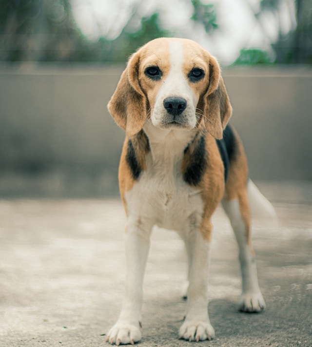 beagle dog beed