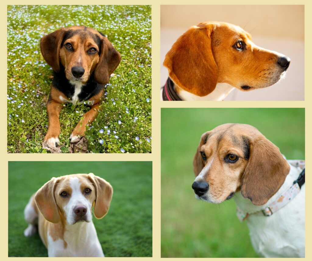 beagle dogs