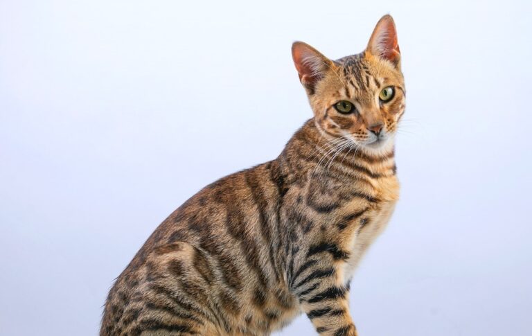 Bengal cat