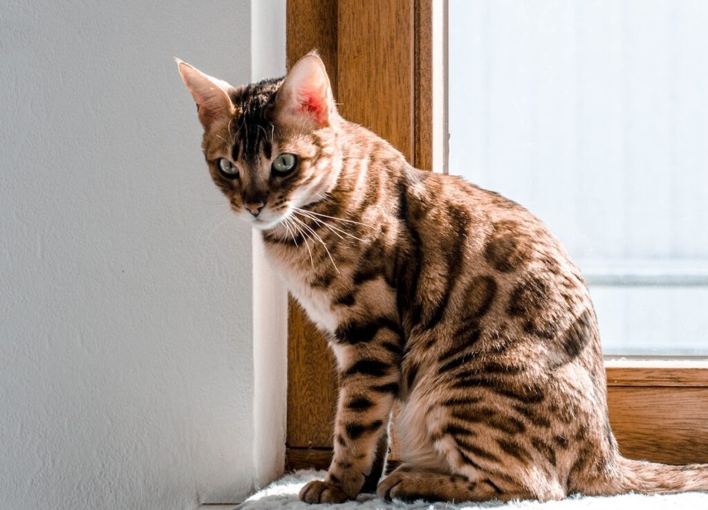 Bengal cat