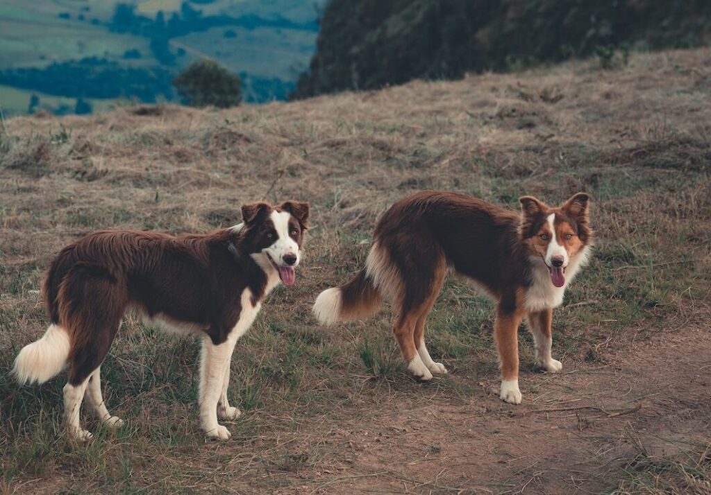 border collie dogs