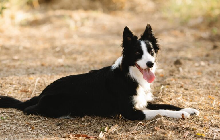 Border Collie Dog Breed