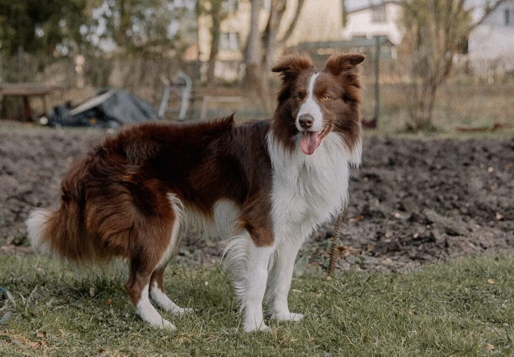 border collie dog 