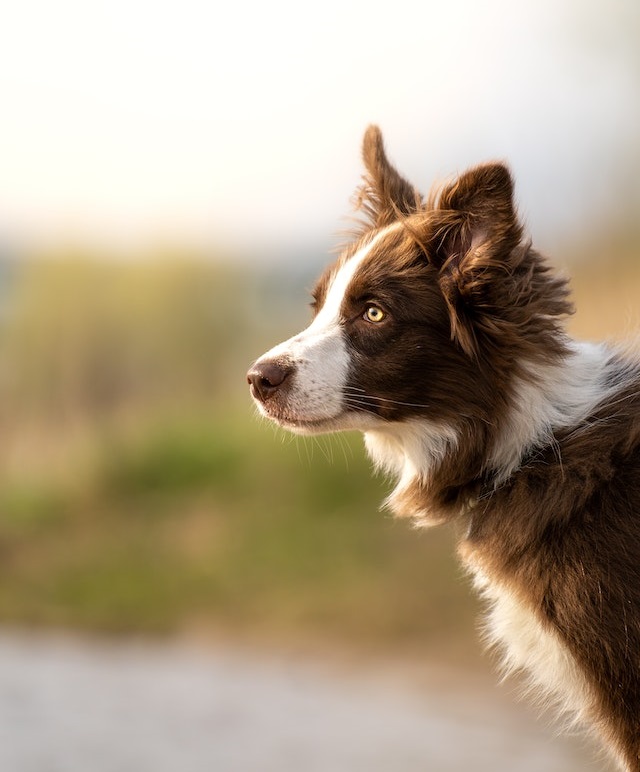 border collie dog 