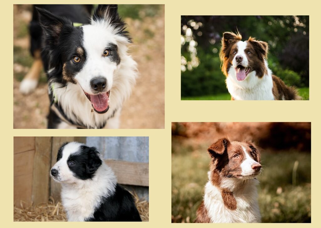 Border collie dogs