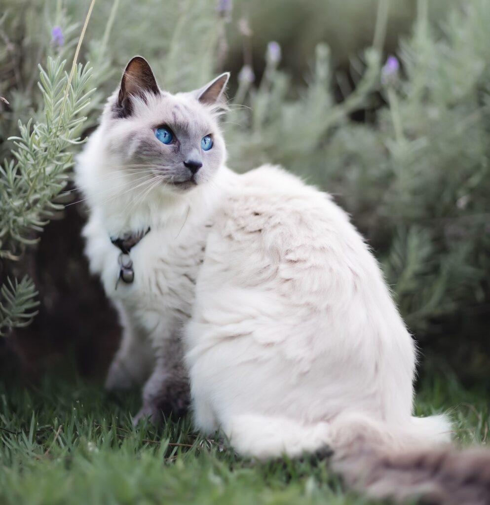 Himalayan cat