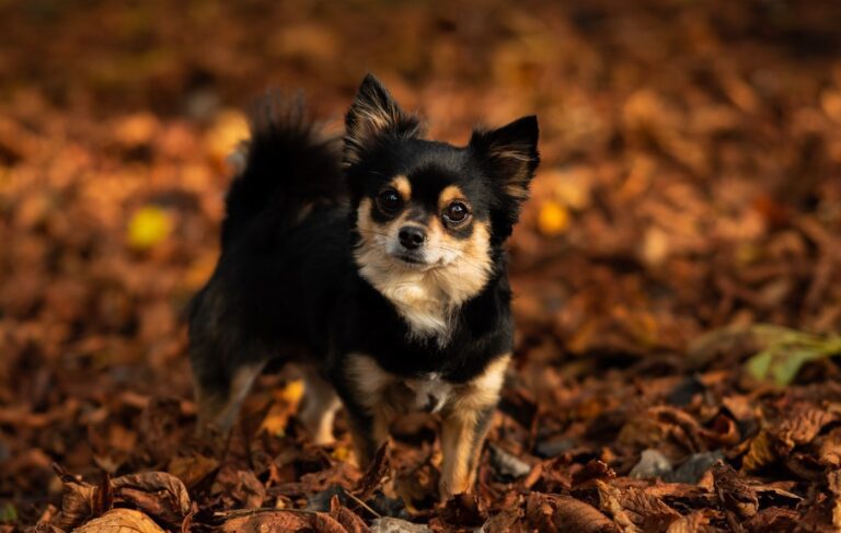 Chihuahua dog