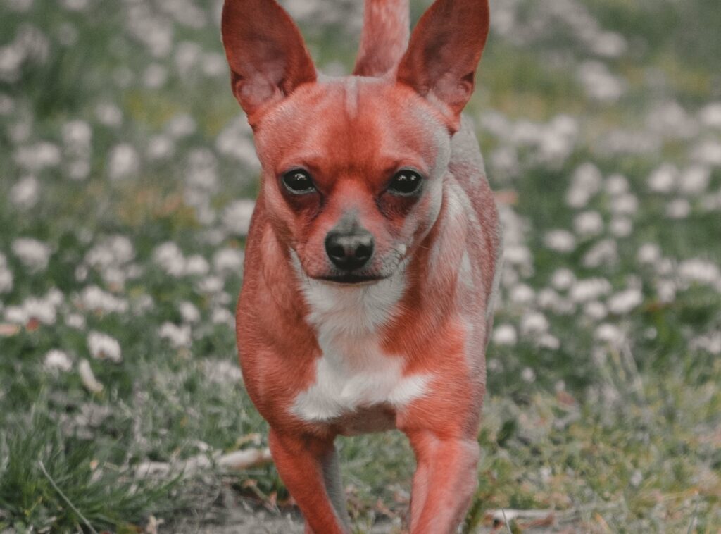 Chihuahua dog