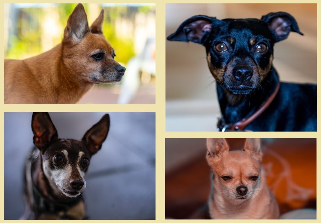 Chihuahua dogs