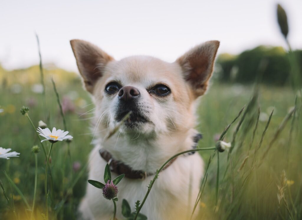 Chihuahua dog