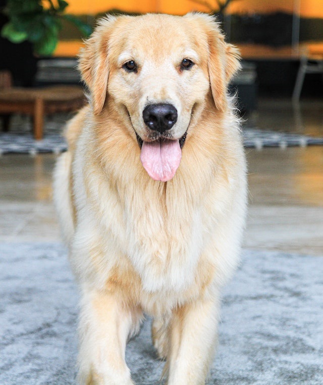 golden retriever