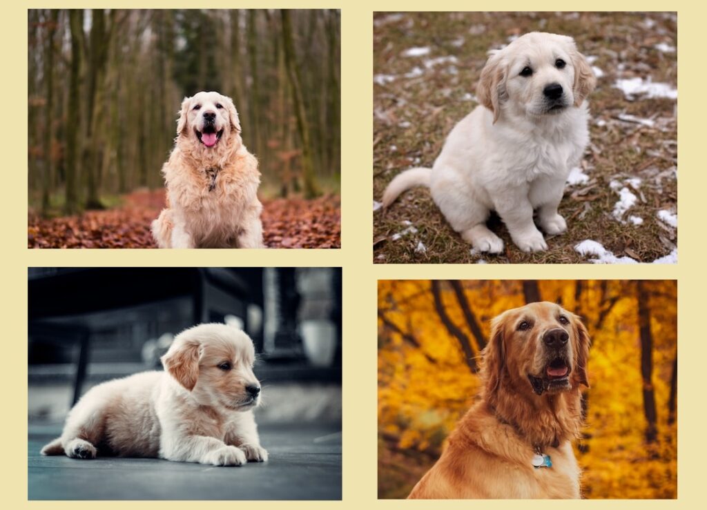 golden retriever dog breed