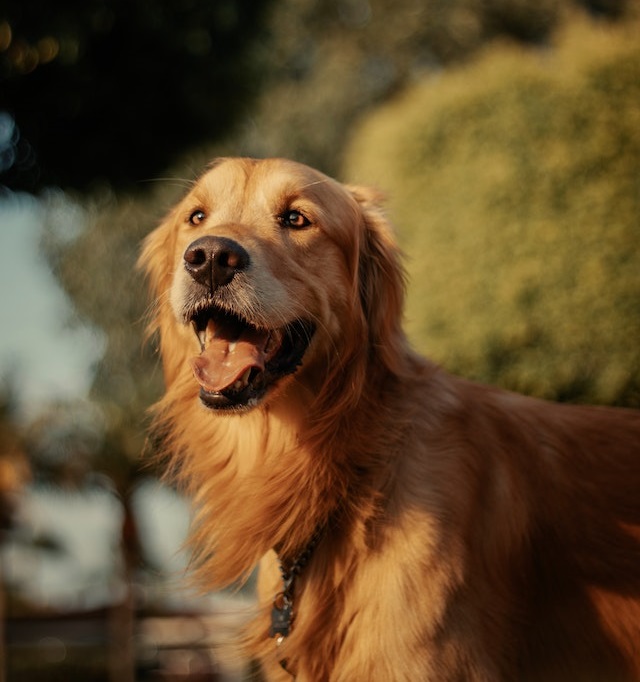 golden retriever