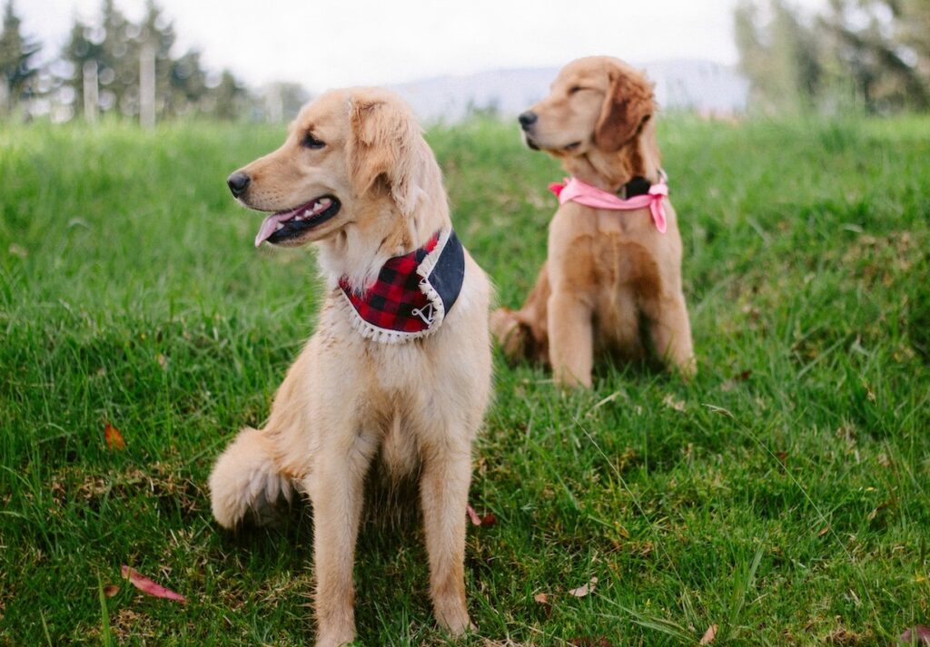 golden retriever dogs