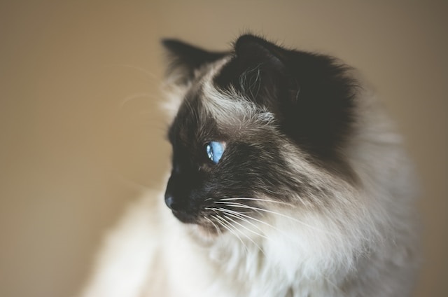 Himalayan cat