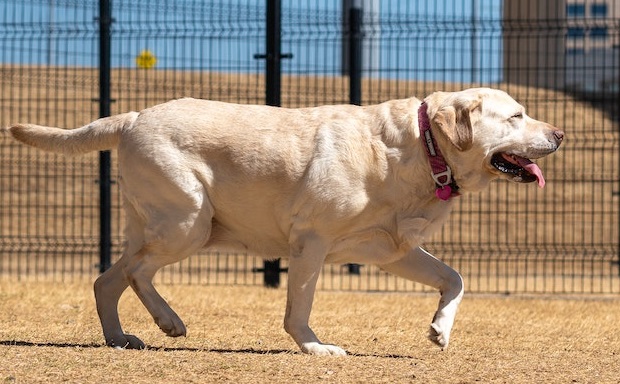 Labrador retriever