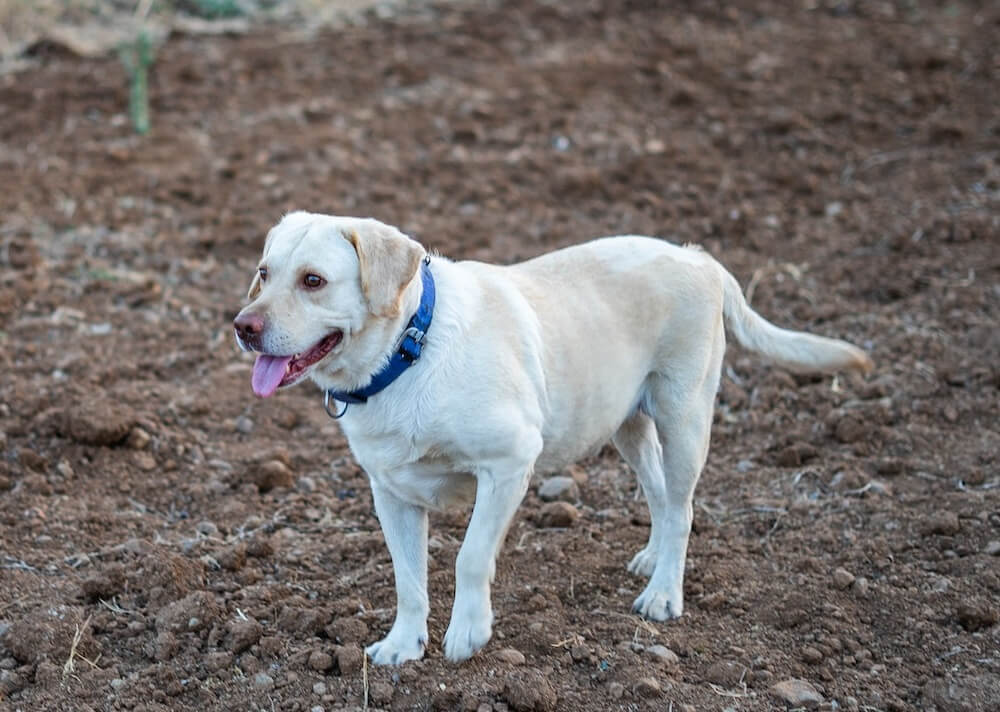 Labrador Retriever