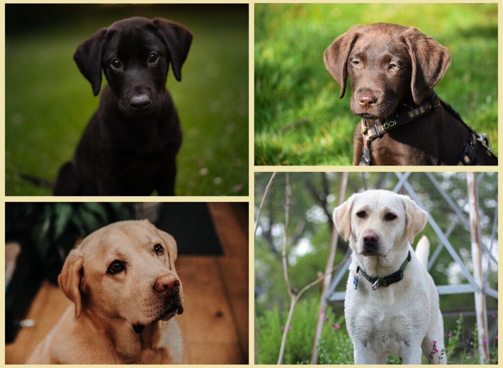 Labrador retriever dogs