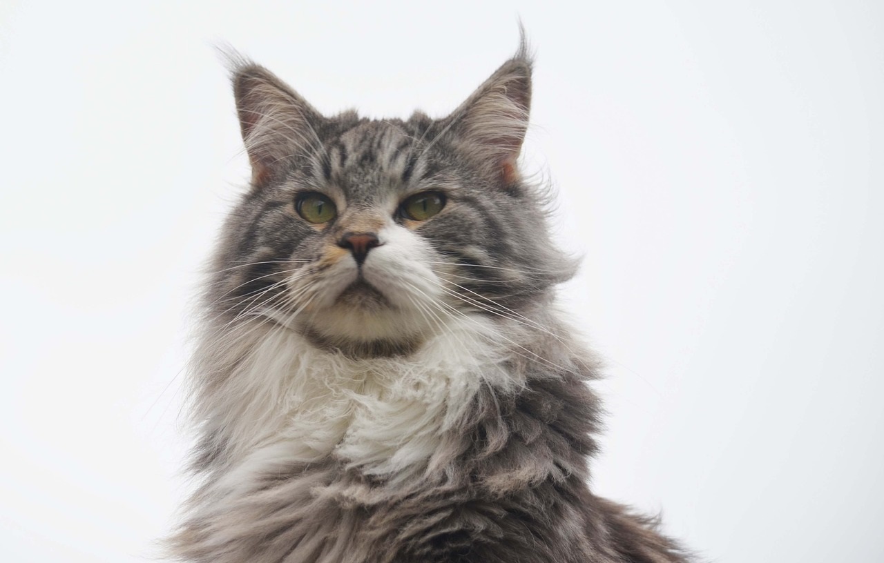 Maine Coon