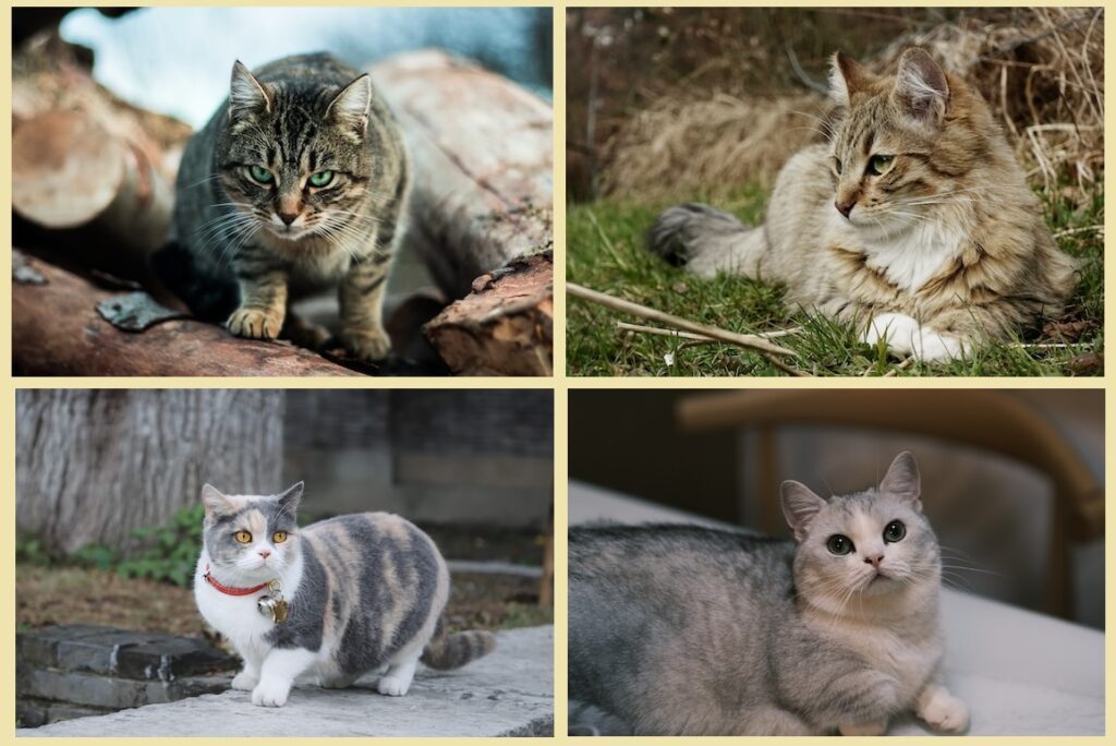 Munchkin cats