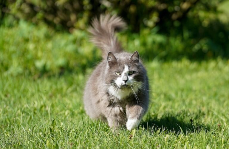 Norwegian forest cat