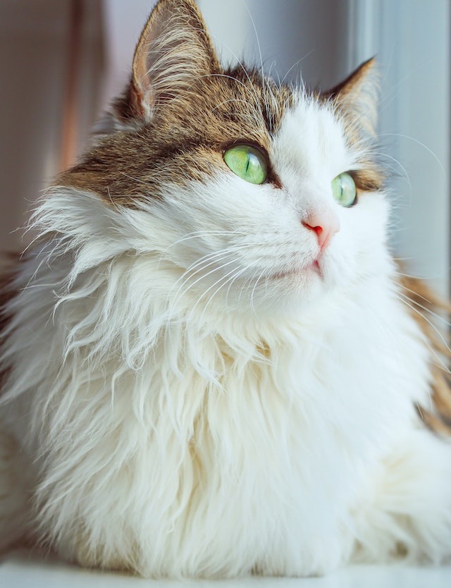 Norwegian forest cat