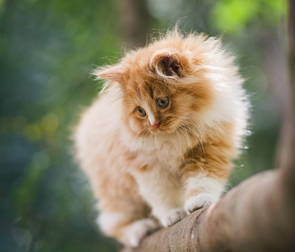 Norwegian forest cat