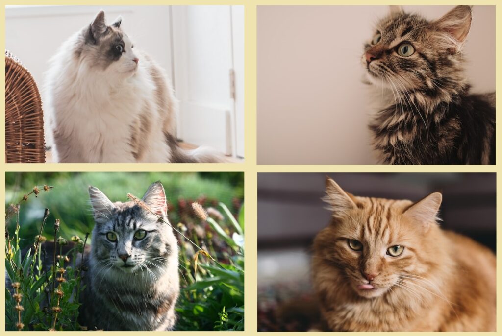 Norwegian forest cats