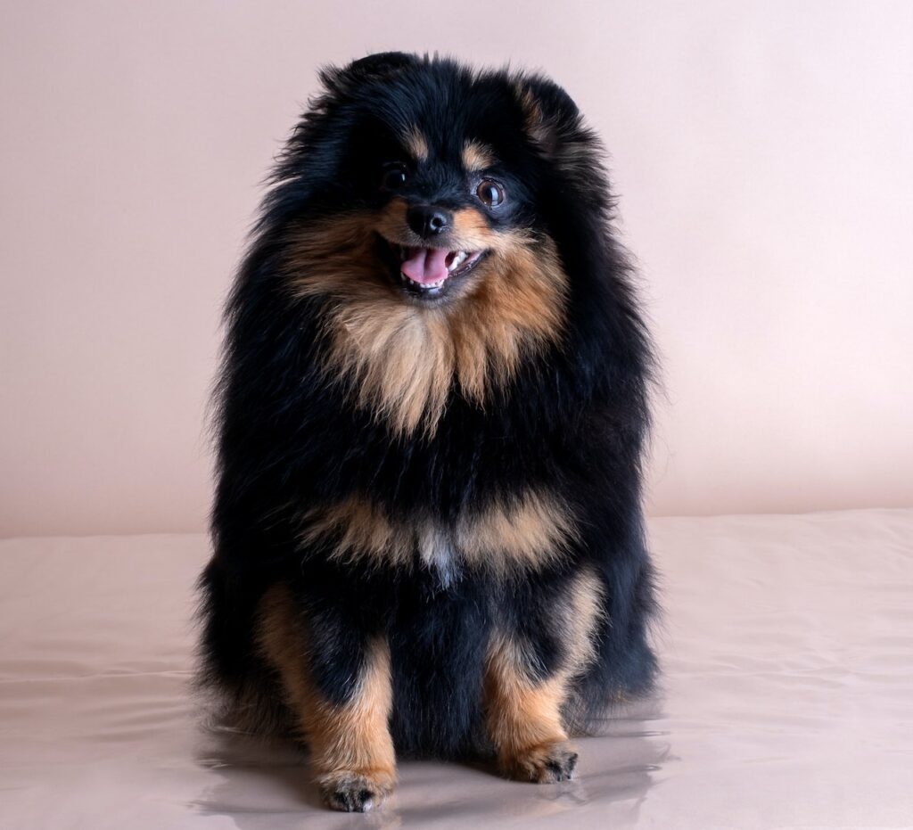 Pomeranian dog