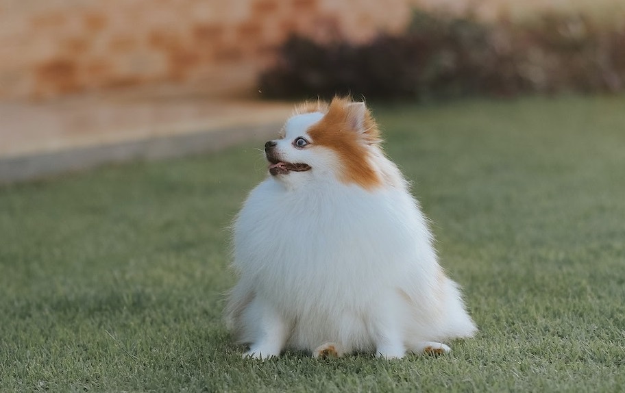 Pomeranian dog