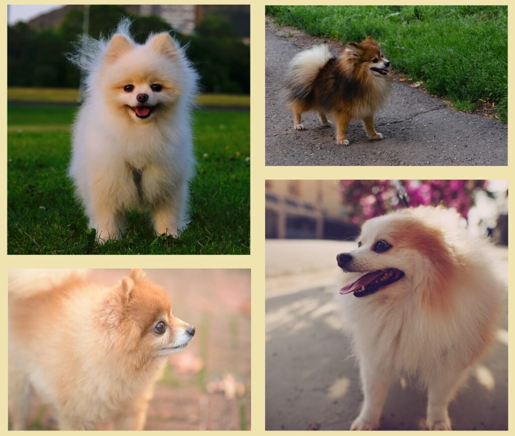 Pomeranian dogs
